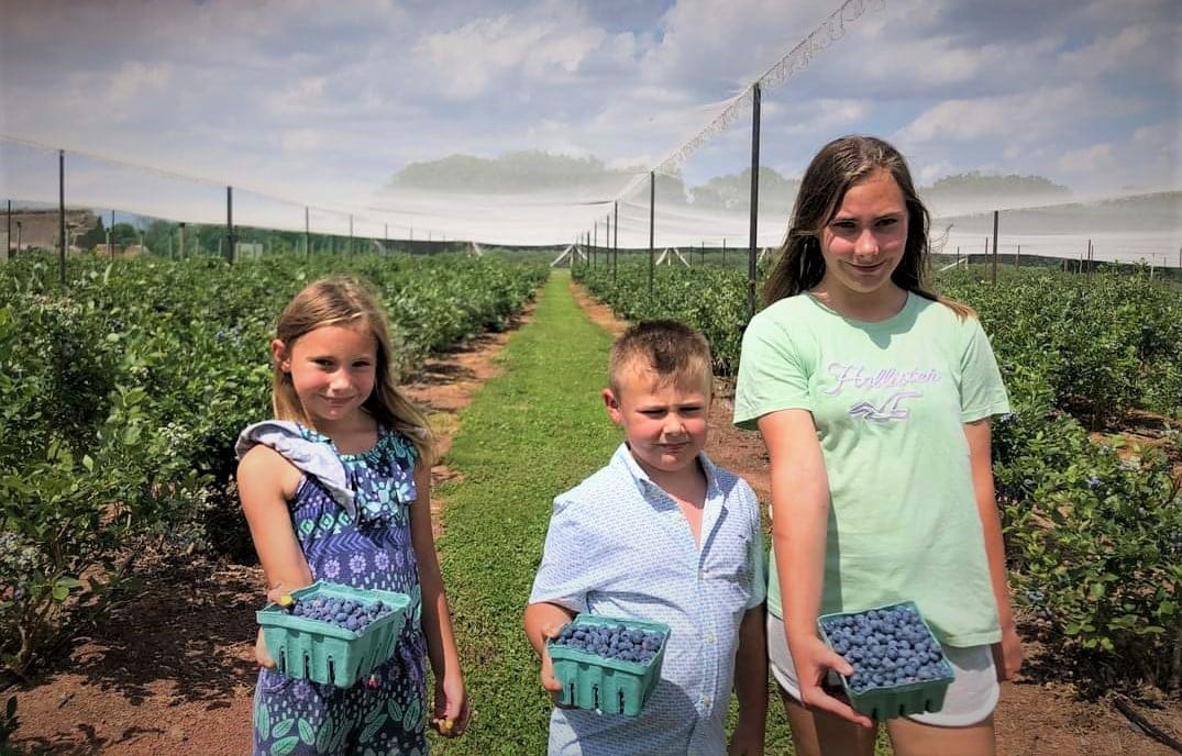 kids in blueberry field at Snyders