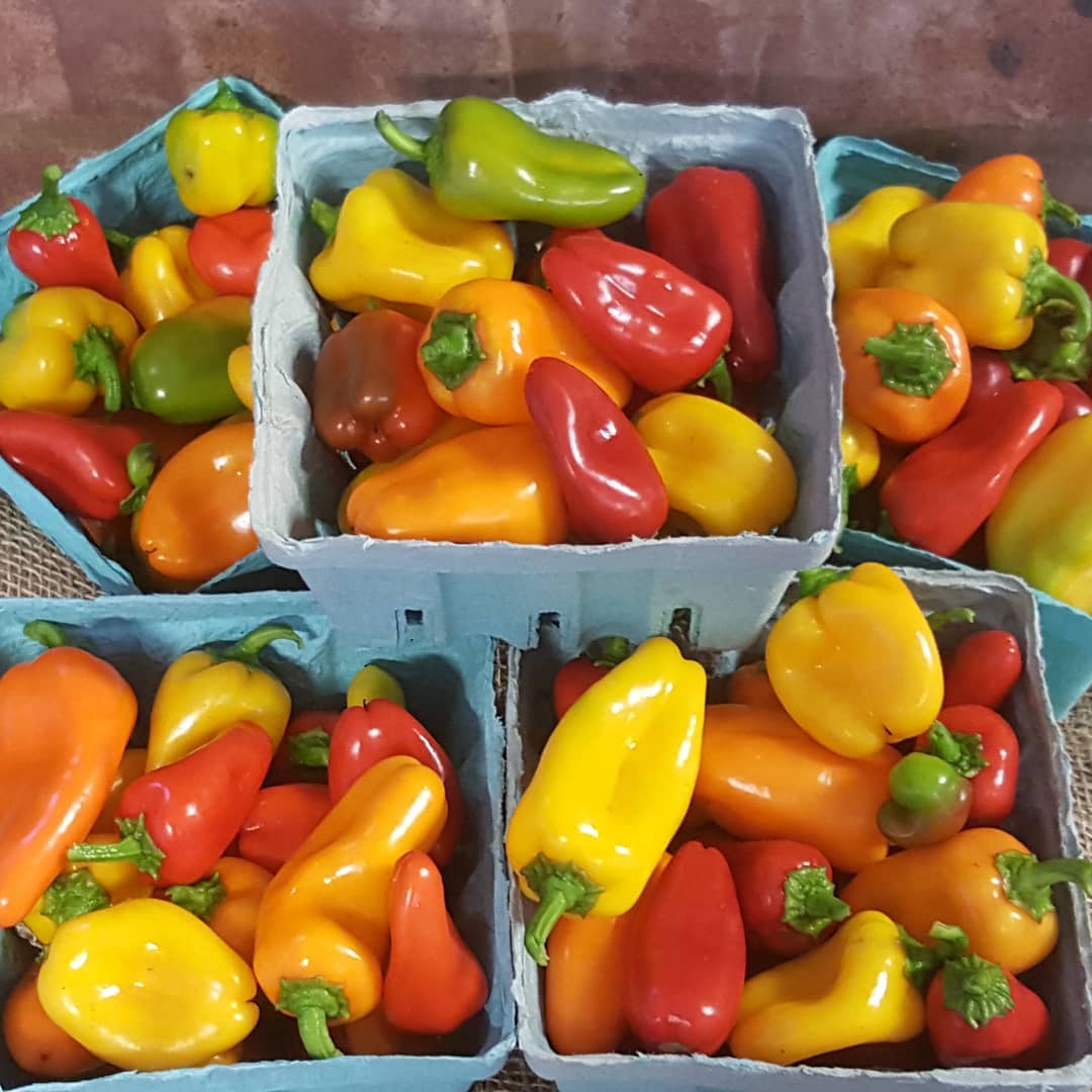 mini color peppers