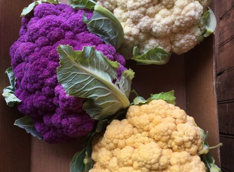 Cauliflower 3 colors