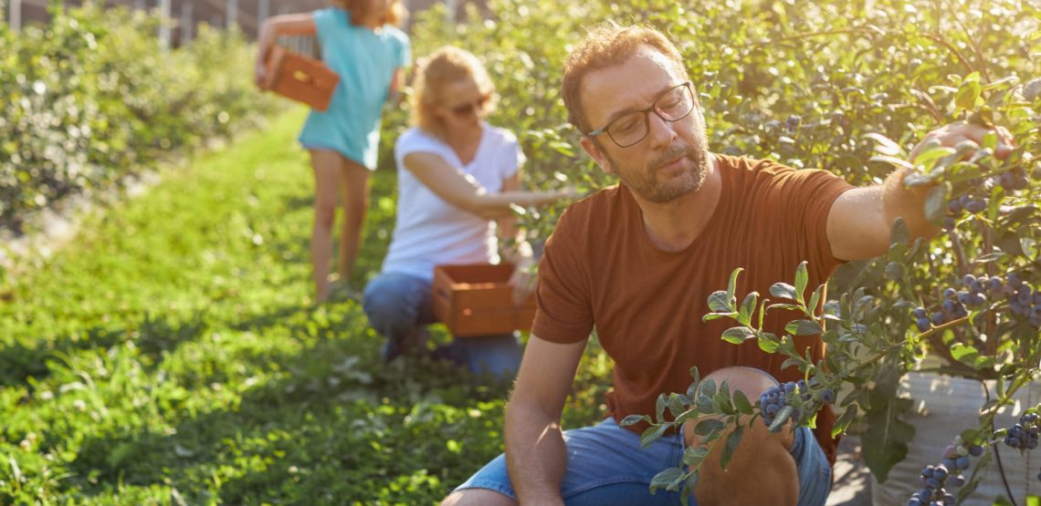 Family picking blueberries in the sunshine