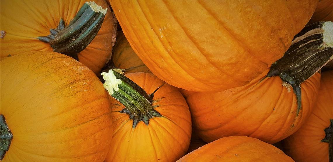 Fall Fest Pumpkins_cropped