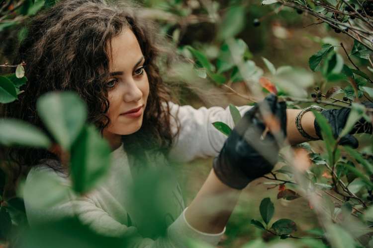 Woman picking Aronia Berries