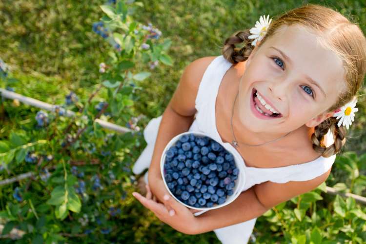 Young child holding a basket of Blueberries