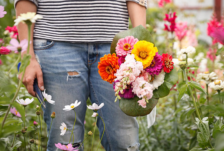 waist down image of person holding a handful of picked flowers