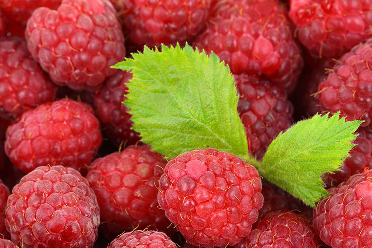 Close up image of raspberries and green raspberry leaves