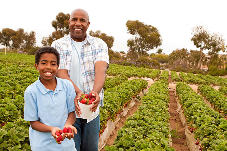 Father and son in a field picking strawberries