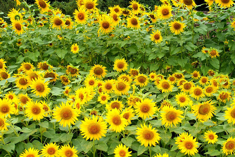 Field of Sunflowers in bloom
