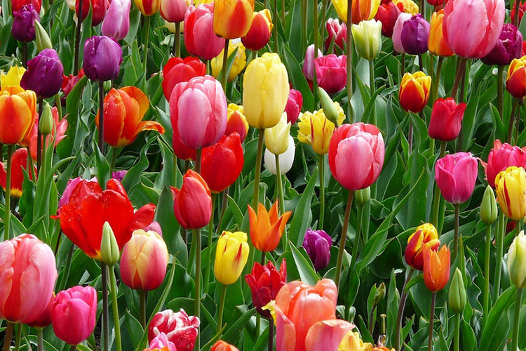 Field of multi-colored tulips